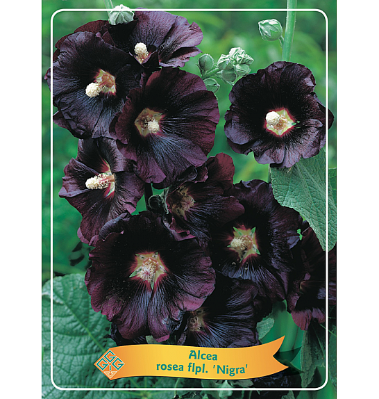 Alcea rosea flpl. Nigra Ø11