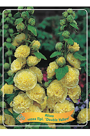 Alcea rosea flp. Double Yellow Ø11