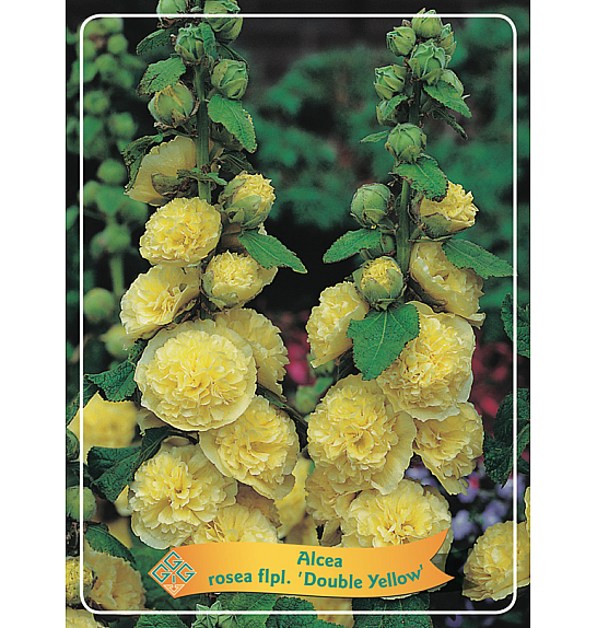 Alcea rosea flp. Double Yellow Ø11
