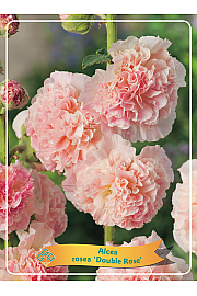 Alcea rosea Double Rose Ø11