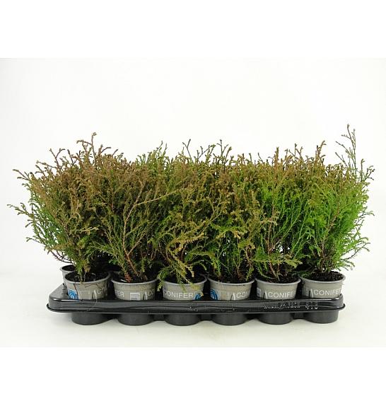 Thuja occidentalis Mr Bowling Ball Ø9