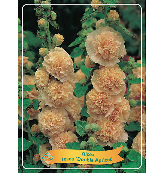 Alcea rosea Double Apricot Ø11