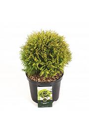 Thuja occidentalis Mirjam ᴾᴮᴿ C5 Lit. 30-40 cm