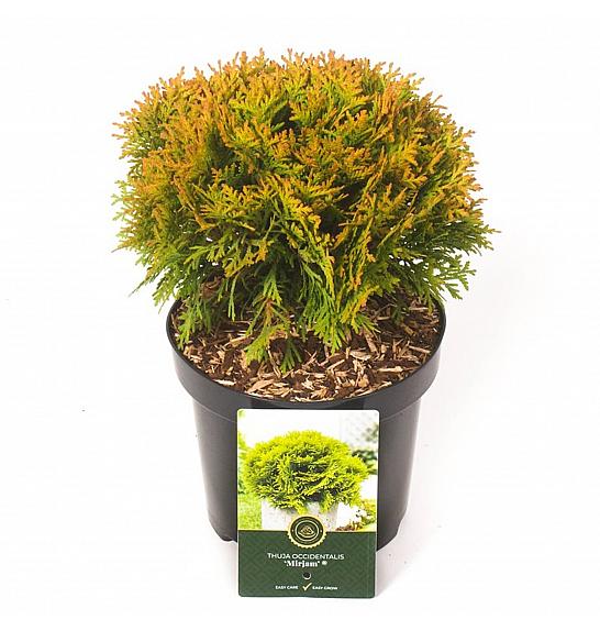 Thuja occidentalis Mirjam ᴾᴮᴿ C2,5 Lit. 20-25 cm