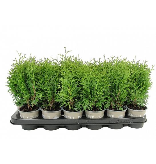 Thuja occidentalis Holmstrup Ø9