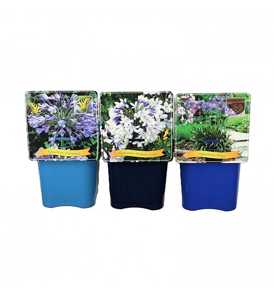 Agapanthus mix C5 lit.