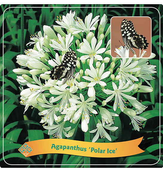Agapanthus Polar ice C5 Lit.