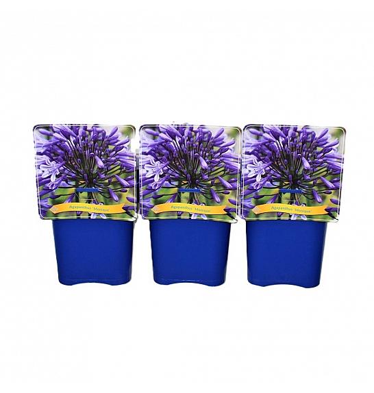Agapanthus Monique C5 Lit.