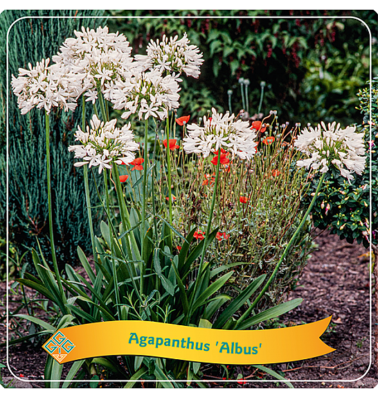 Agapanthus Albus C5 Lit.
