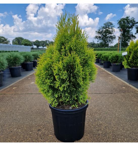 Thuja occidentalis Golden Smaragd C8 Lit. 40-50 cm
