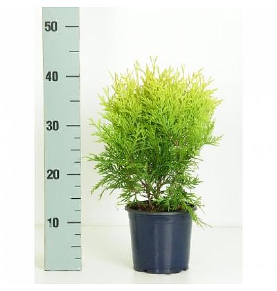 VDBEST CONIFERS Thuja occidentalis Golden Globe