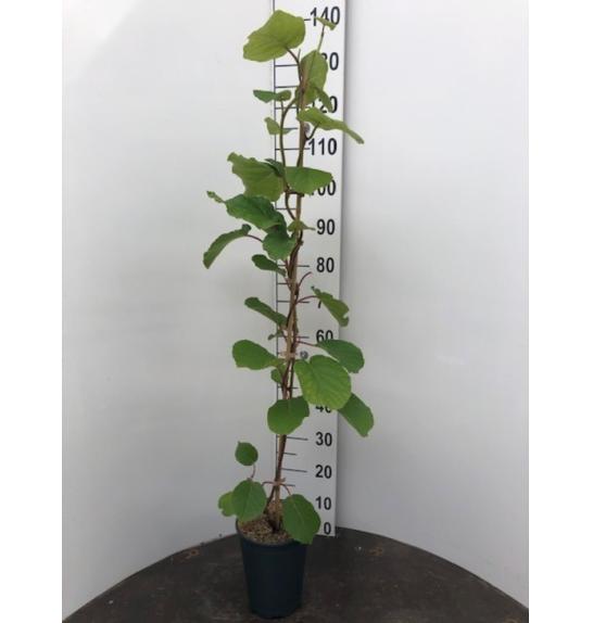 Actinidia deliciosa Solissimo® Renact C4 Lit. 100-120 cm
