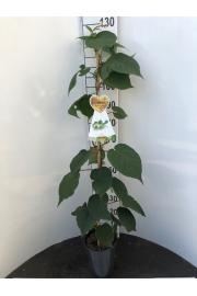 Actinidia deliciosa Matua C4 Lit. 100-120 cm