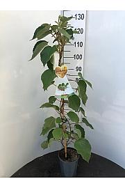 Actinidia deliciosa Hayward C4 Lit. 100-120 cm