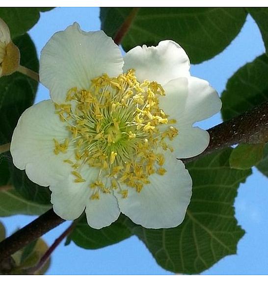 Actinidia deliciosa Atlas C2 Lit. 30-40 cm