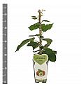 Actinidia deliciosa Hayward C2 Lit. 30-40 cm