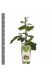 Actinidia deliciosa Hayward C2 Lit. 30-40 cm