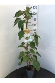 Actinidia arguta Nostino C4 Lit. 100-120 cm