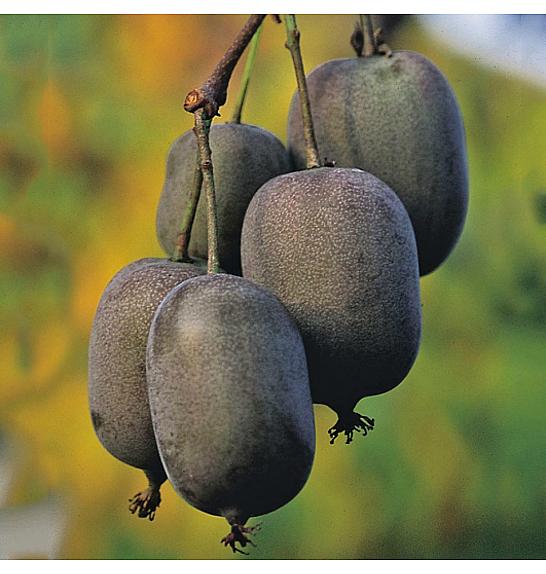 VE-BO FRUIT Actinidia arguta Ken´s Red