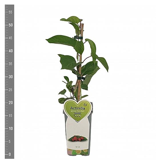 Actinidia arguta Ken´s Red C2 Lit. 30-40 cm