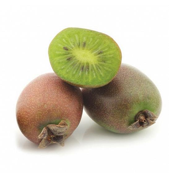 Actinidia arguta Issai C2 Lit. 30-40 cm