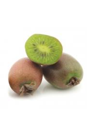 Actinidia arguta Issai C2 Lit. 40-60 cm (25520)