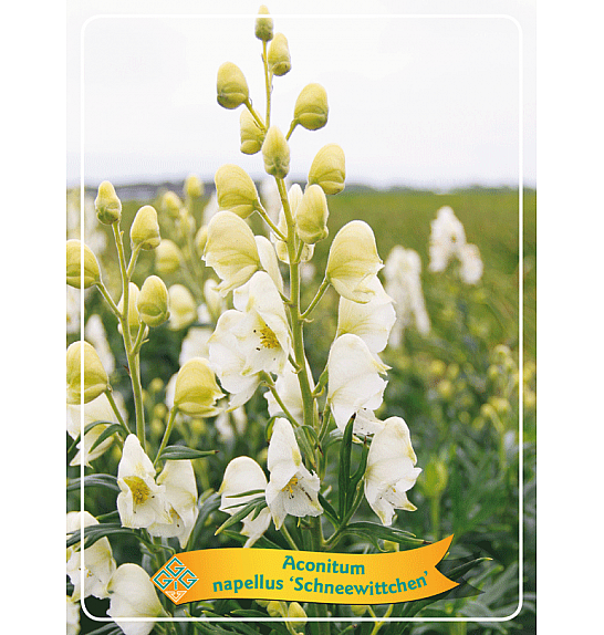 Aconitum Schneewittchen Ø11