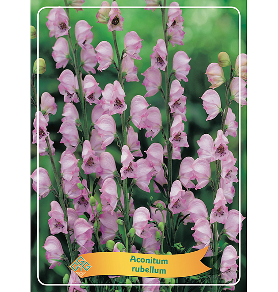 Aconitum rubellum Ø11