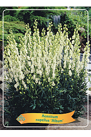 Aconitum napellus Album Ø11
