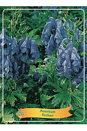 Aconitum fischeri Ø11