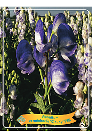 Aconitum carmichaelii Cloudy PBR Ø11