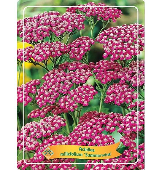 Achillea Summerwine Ø11