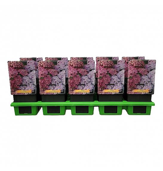 Achillea Rainbow Lightning Pink Ø11