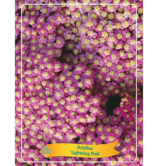 Achillea Rainbow Lightning Pink Ø11