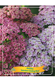 Achillea Rainbow Ending Blue Ø11