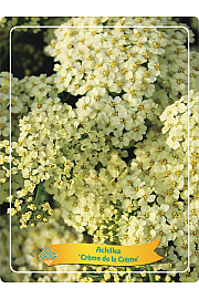 Achillea Rainbow Crème de la Crème Ø11