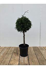 Thuja occidentalis Excelsa C10 Lit. Na steblu 50 cm Krošnja 30-40 cm