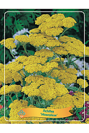 Achillea Moonshine Ø11