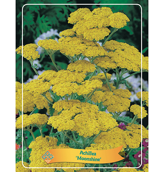 Achillea Moonshine Ø11