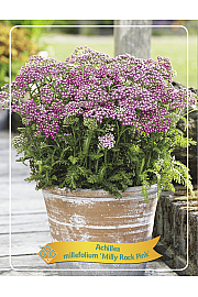Achillea Milly Rock Pink Ø11