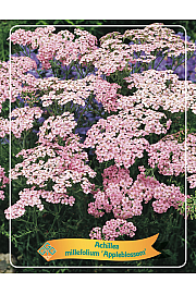 Achillea millefolium Appleblossom Ø11