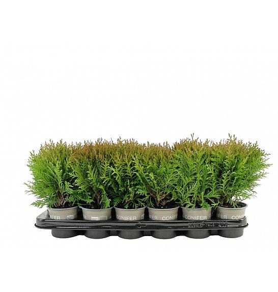 Thuja occidentalis Danica Ø9