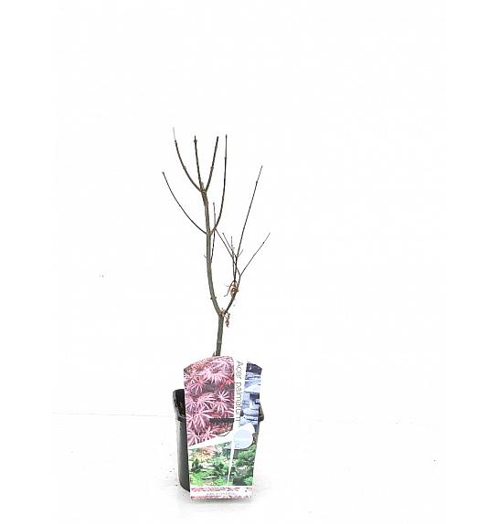 Acer palmatum Trompenburg C3 Lit. 30-40 cm