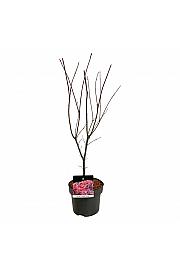 Acer palmatum Skeeters Broom C5 Lit. 50-60 cm