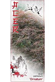 Acer palmatum Ornatum C7,5 Lit. 40-60 cm