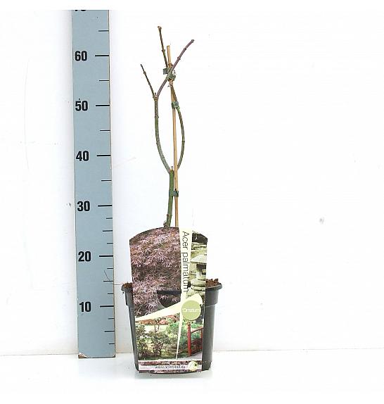 Acer palmatum Ornatum C3 Lit. 30-40 cm