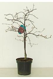 Acer palmatum Orangeola C7,5 Lit. 40-60 cm