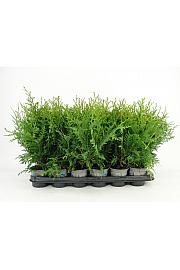 Thuja occidentalis Brabant Ø9