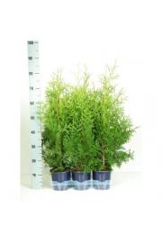 Thuja occidentalis Brabant Ø15 40-60 cm