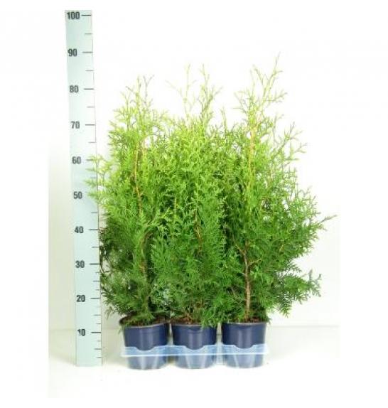 Thuja occidentalis Brabant Ø15 40-60 cm